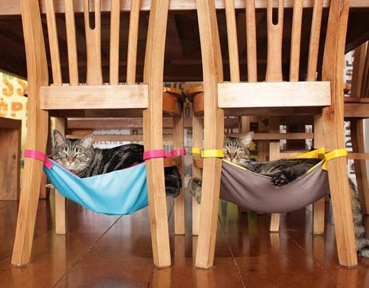 8 Ways to Keep Your Pet Cool In Hot, Humid Weather