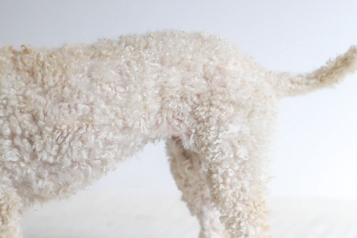 8 Ways to Keep Your Pet Cool In Hot, Humid Weather