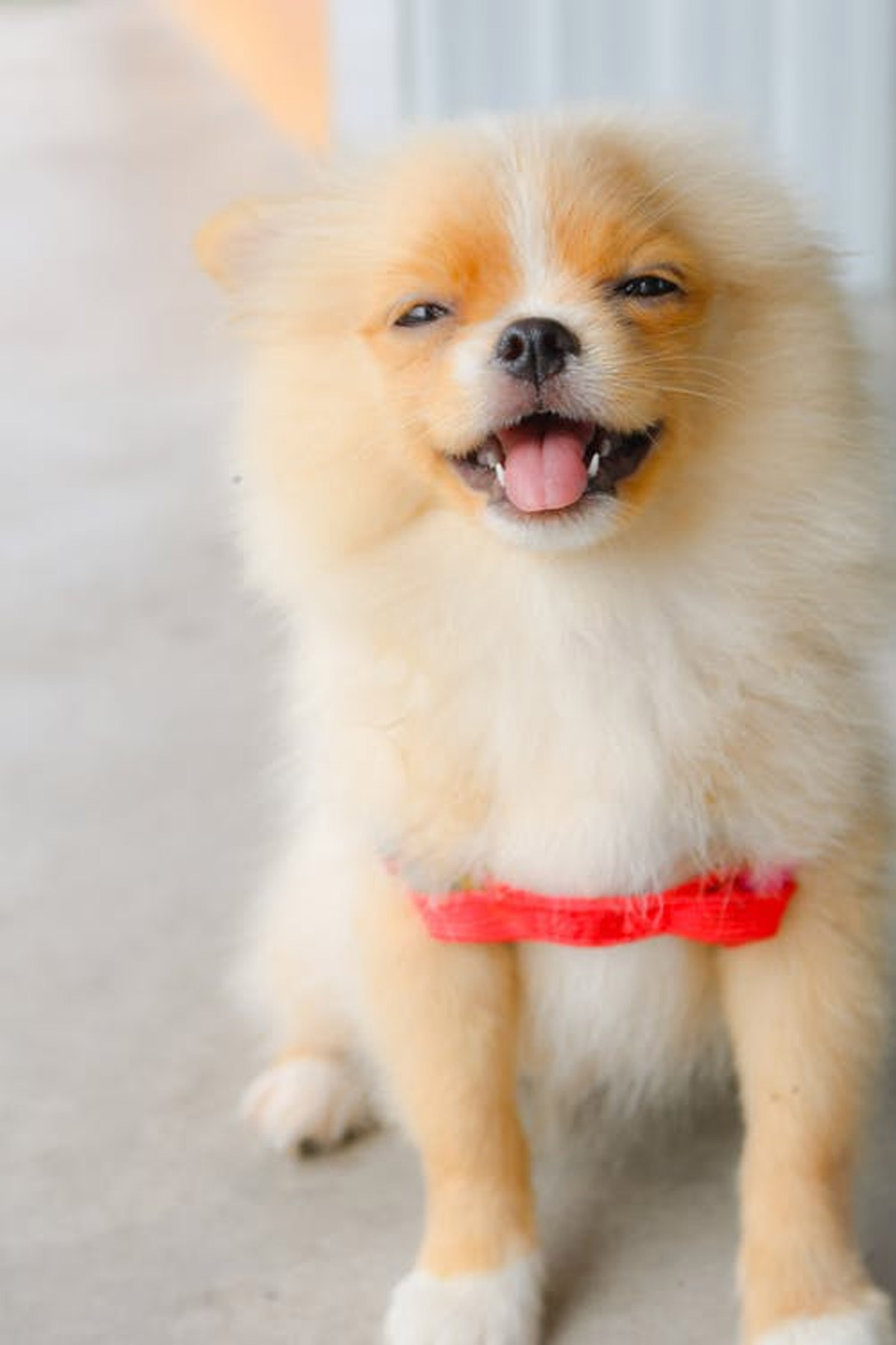 8 Ways to Keep Your Pet Cool In Hot, Humid Weather