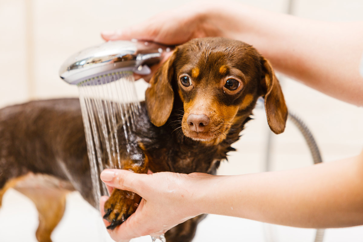 How to clean my dog after a walk, how to disinfect my dog after a walk, how to sanitise my dog after a walk, can I use hand sanitiser on my dog