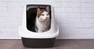 Crystals in Cat Urine: Are they a Cause for Concern?