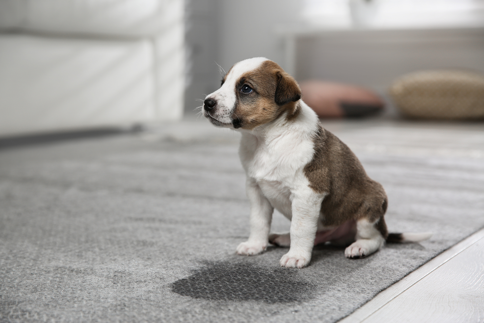 Can You Retrain A Dog to Use the Toilet Indoors?