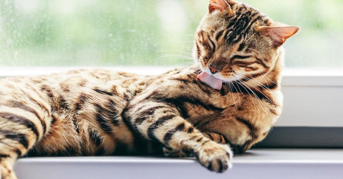 Overgrooming in Felines: Signs, Reasons & Ways to Stop it