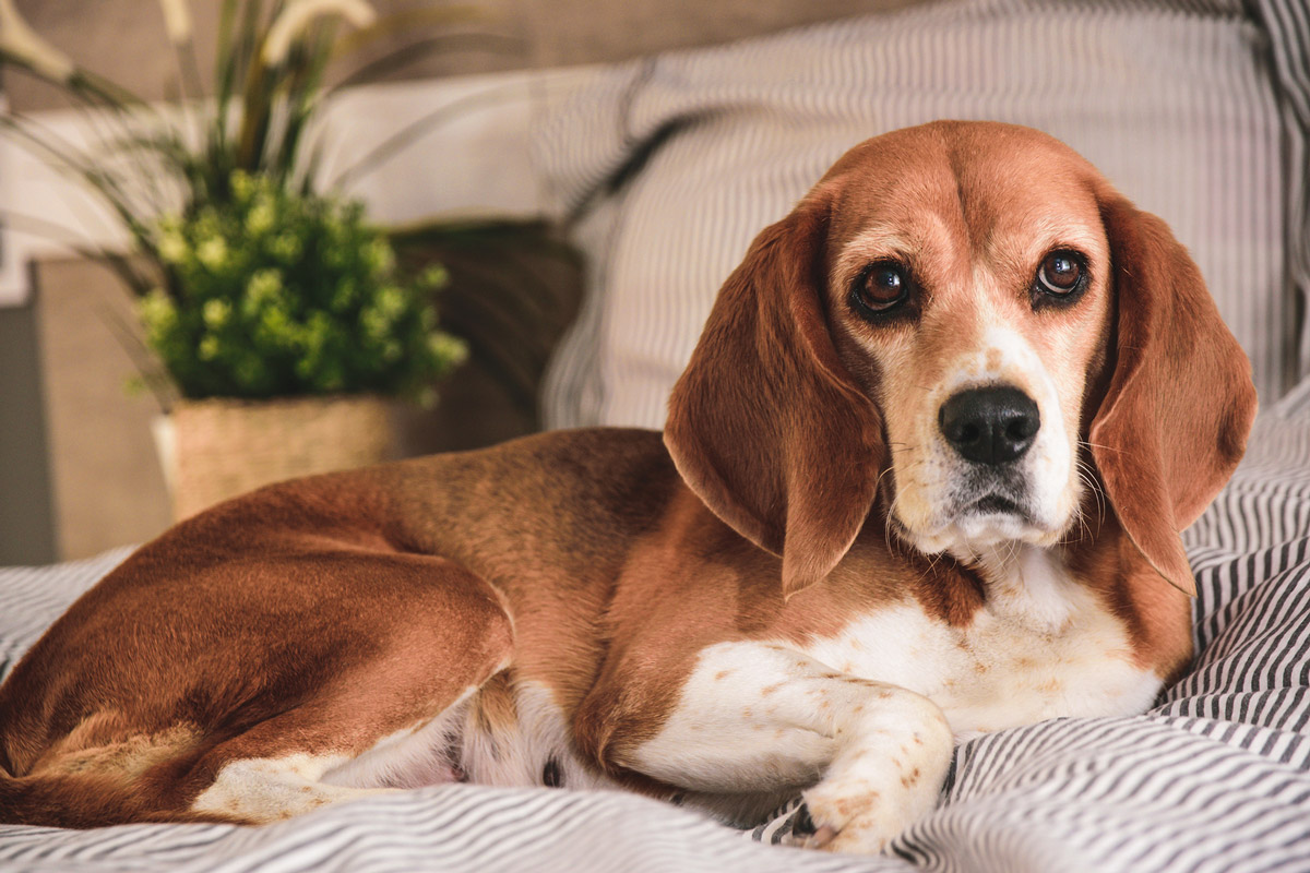 Post-surgery Care: 5 Tips for Looking After Your Dog