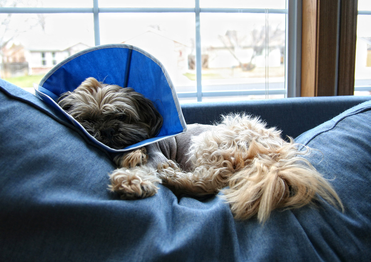Post-surgery Care: 5 Tips for Looking After Your Dog