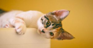 4 Ways to Make Your Cat More Affectionate Towards You