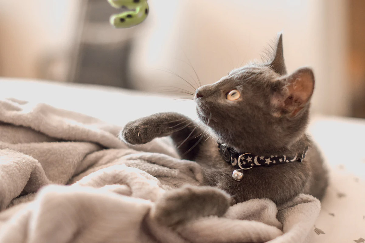4 Ways to Make Your Cat More Affectionate Towards You