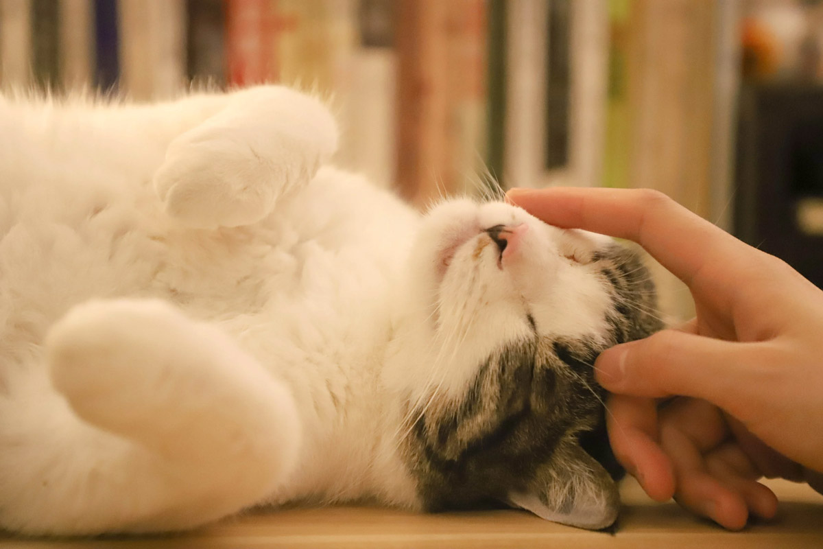 4 Ways to Make Your Cat More Affectionate Towards You