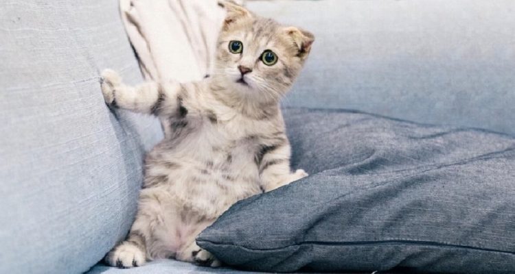 9 Adorable Pet Instagram Accounts to Follow for Wholesome, Inspiring Content!