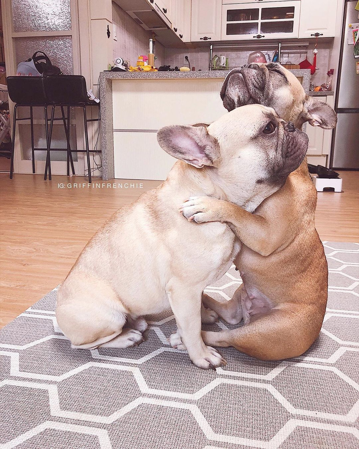 9 Adorable Pet Instagram Accounts to Follow for Wholesome, Inspiring Content!