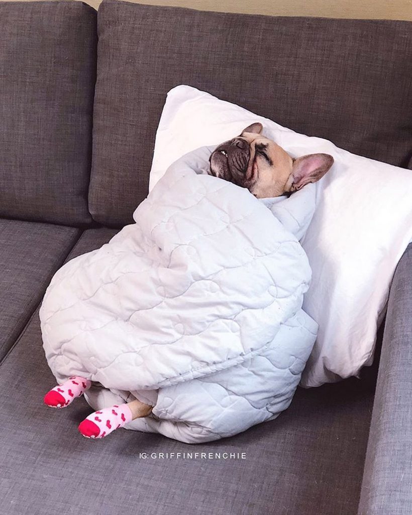 9 Adorable Pet Instagram Accounts to Follow for Wholesome, Inspiring