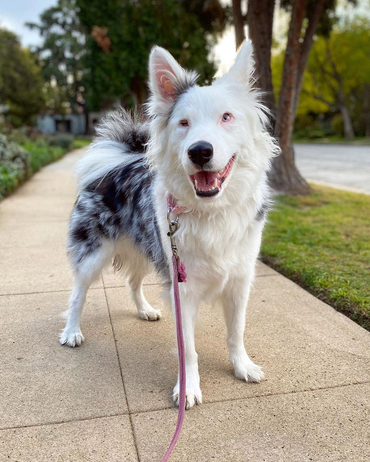 9 Adorable Pet Instagram Accounts to Follow for Wholesome, Inspiring Content!