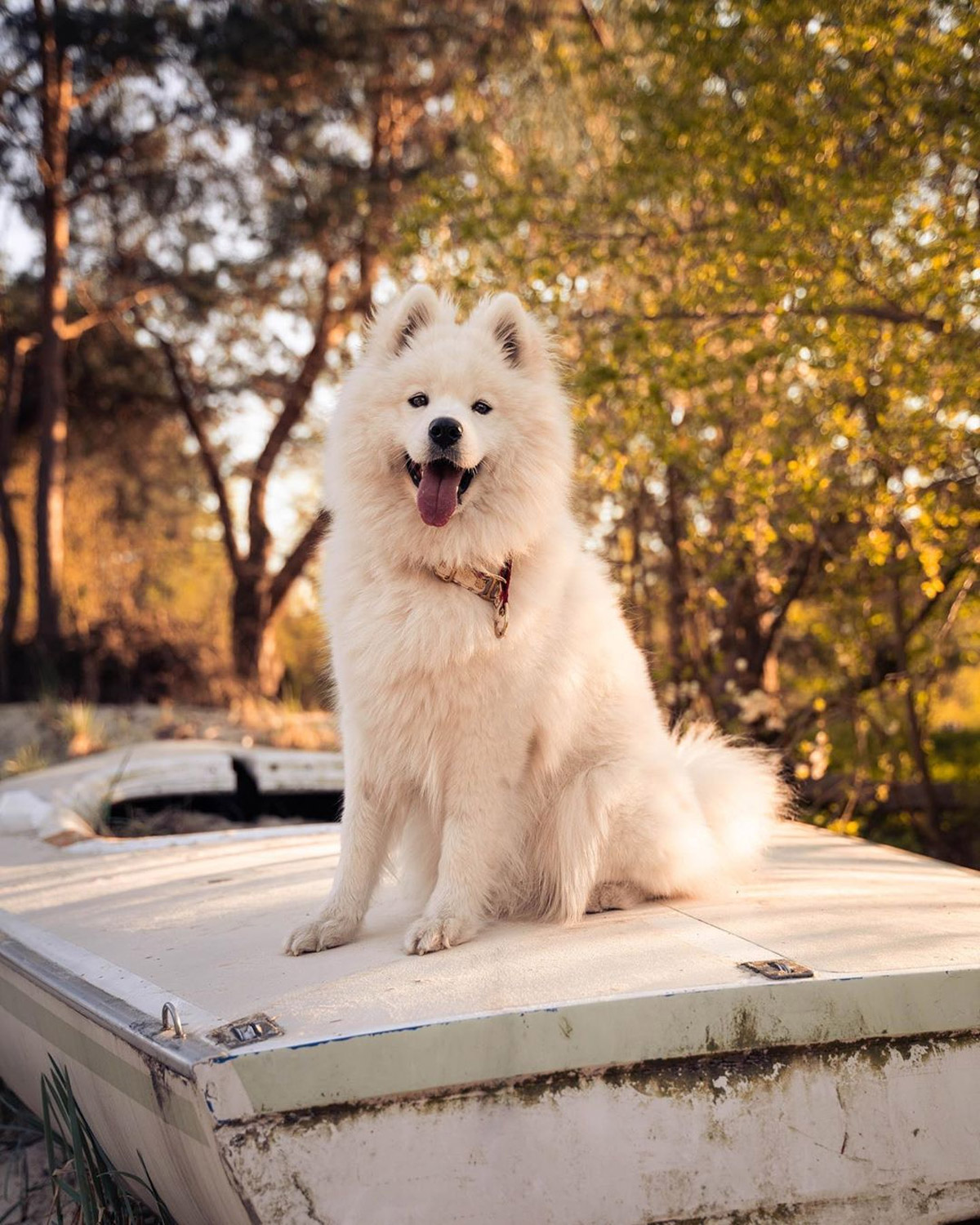 9 Adorable Pet Instagram Accounts to Follow for Wholesome, Inspiring Content!