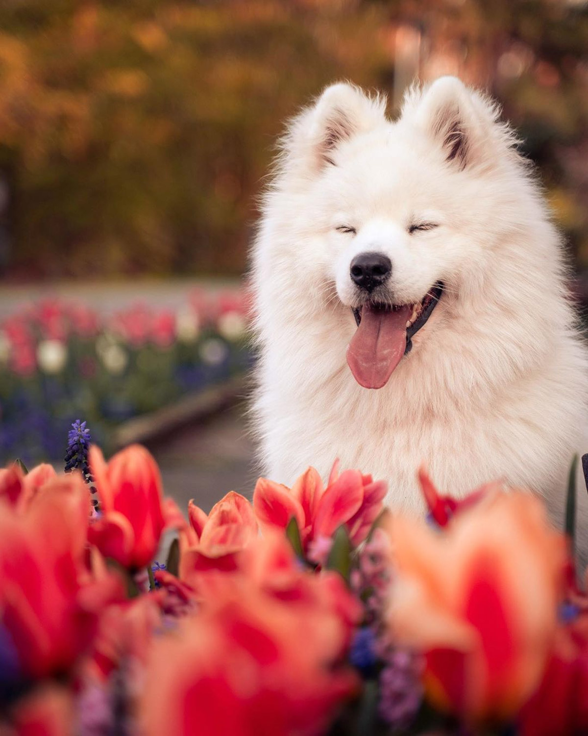 9 Adorable Pet Instagram Accounts to Follow for Wholesome, Inspiring Content!