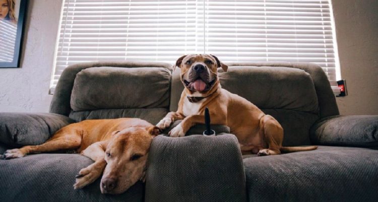 A Guide on How to Deal with Dogs Destroying House Furniture