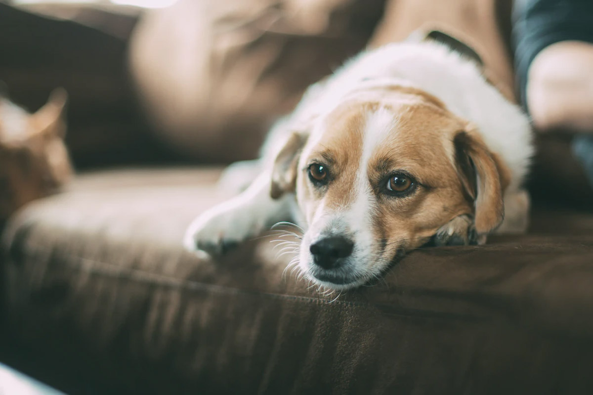 A Guide on How to Deal with Dogs Destroying House Furniture