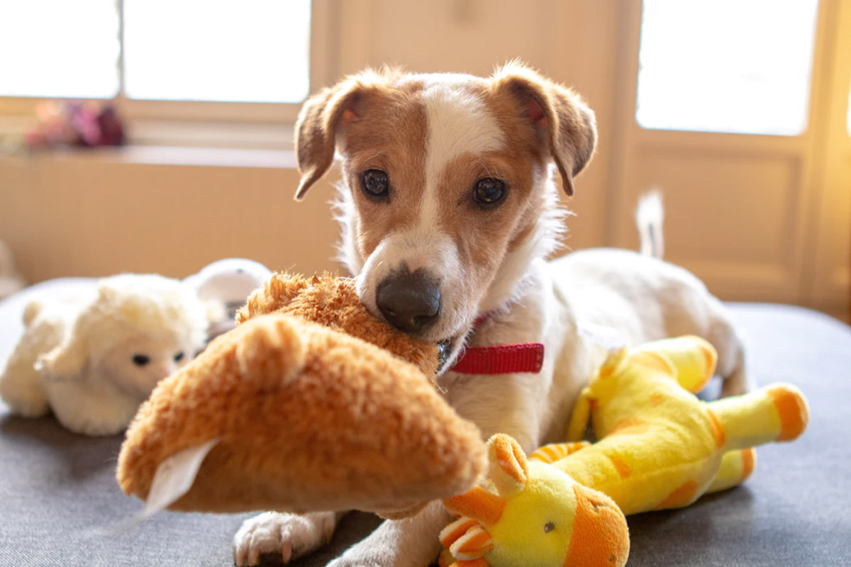 A Guide on How to Deal with Dogs Destroying House Furniture