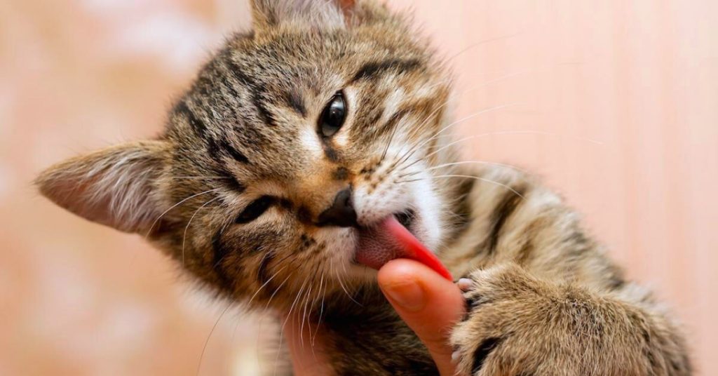 Why Is My Cat Always Licking Me?