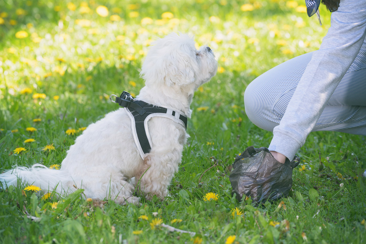 6 Common Infections You Can Catch From Your Pets