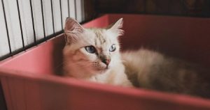 Potential Health Dangers Caused By Cat Litter