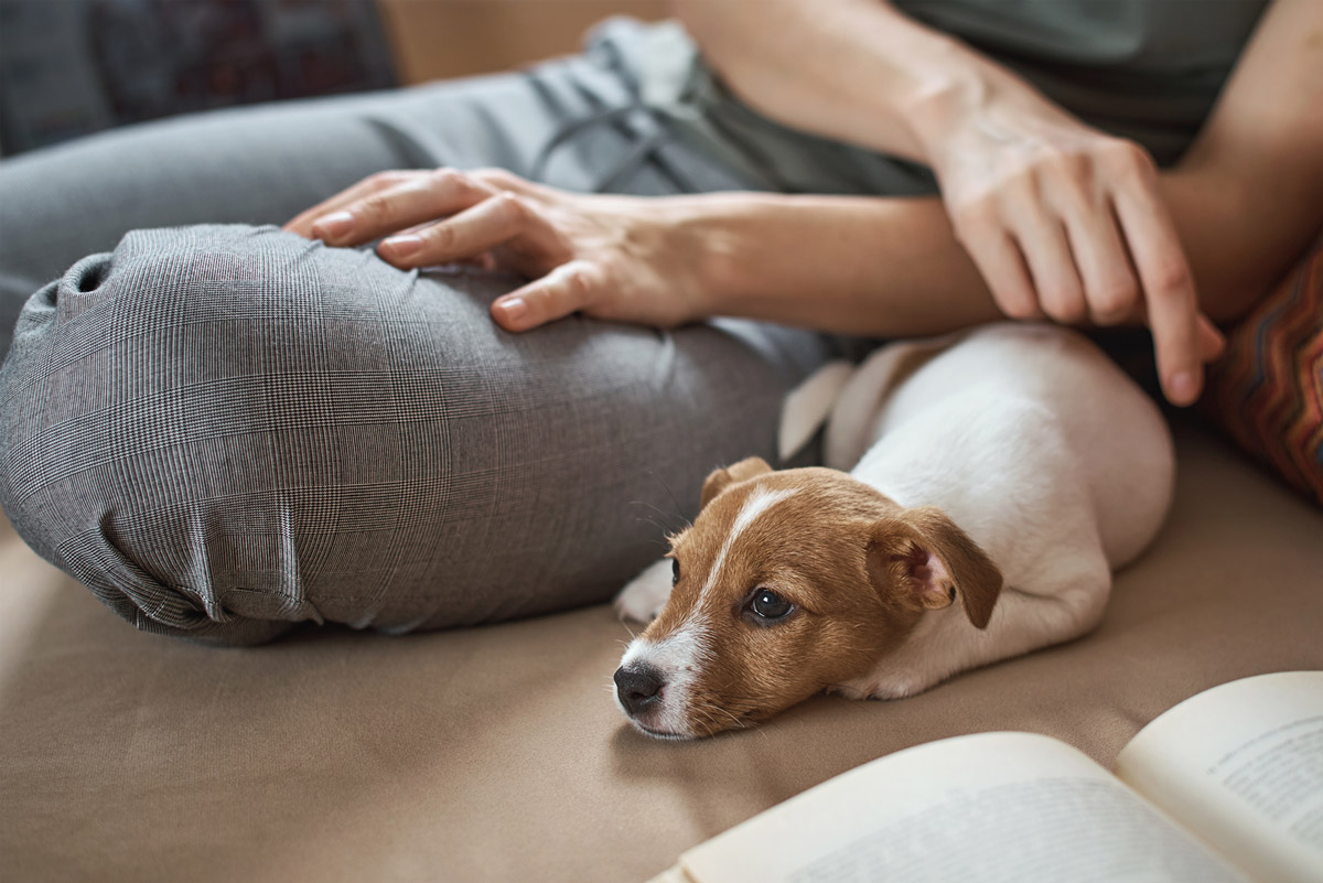 Telehealth in Vet Clinics: Benefits & Where to Find in Singapore