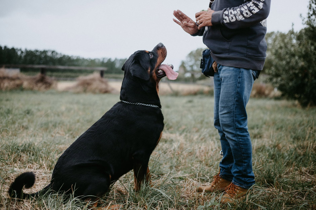 A Guide to Introducing a New Cat to Your Dogs