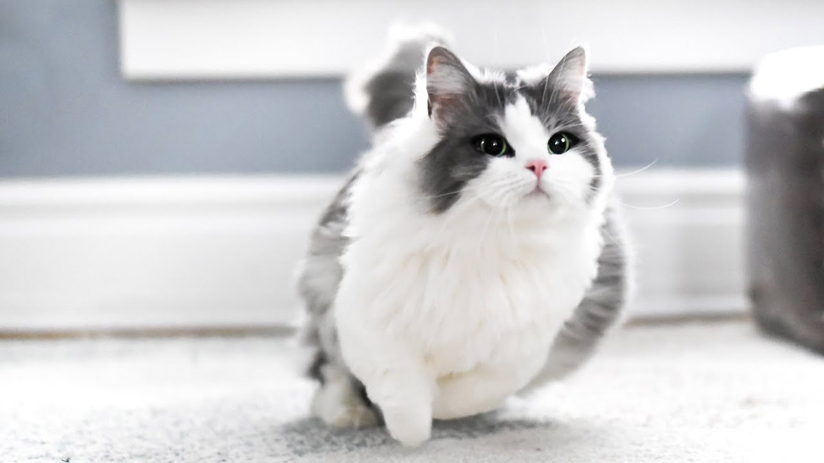 Short-Legged Pets: What Lies Beneath That Cuteness?