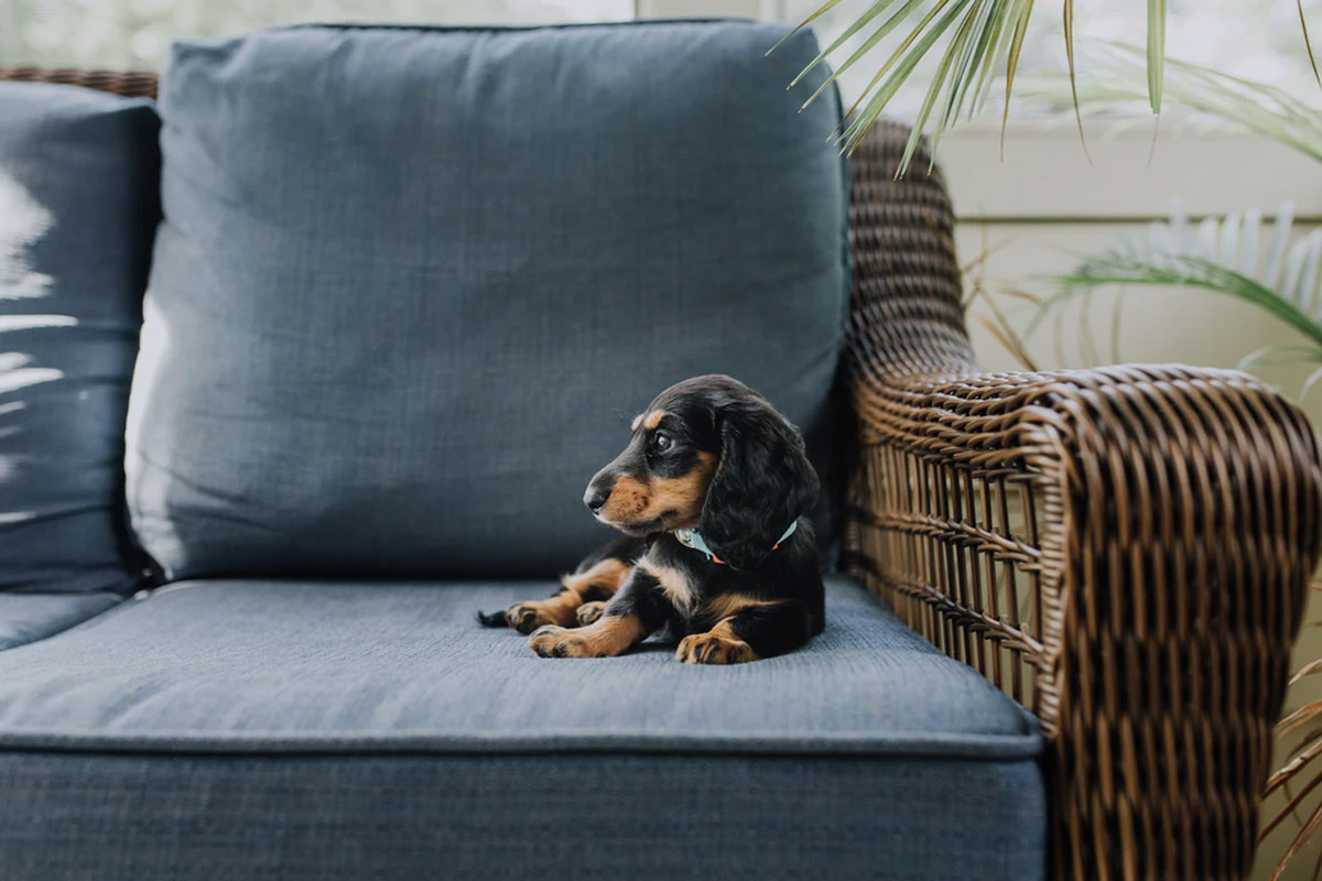 Short-Legged Pets: What Lies Beneath That Cuteness?