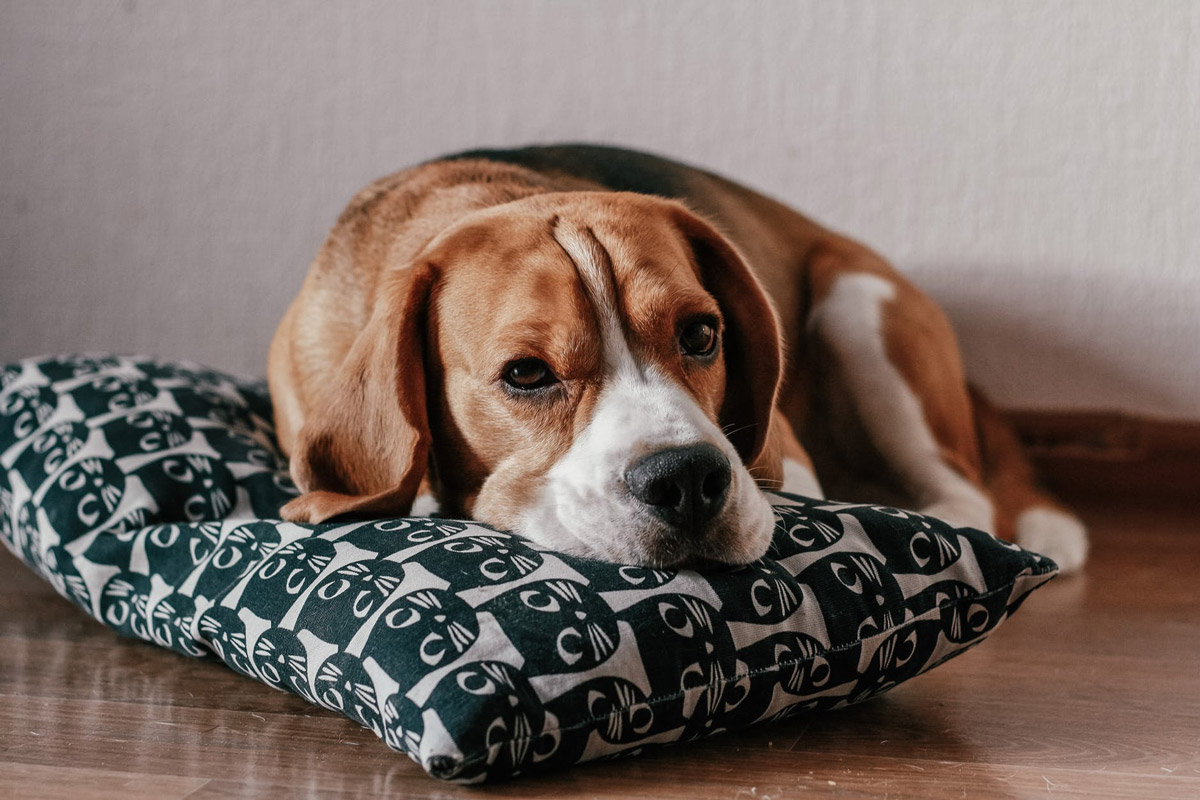 Why Is My Dog a Picky Eater?