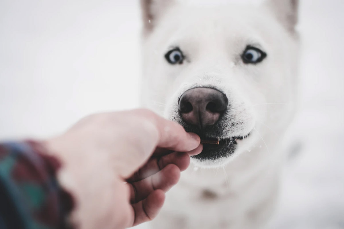 Why Is My Dog a Picky Eater?