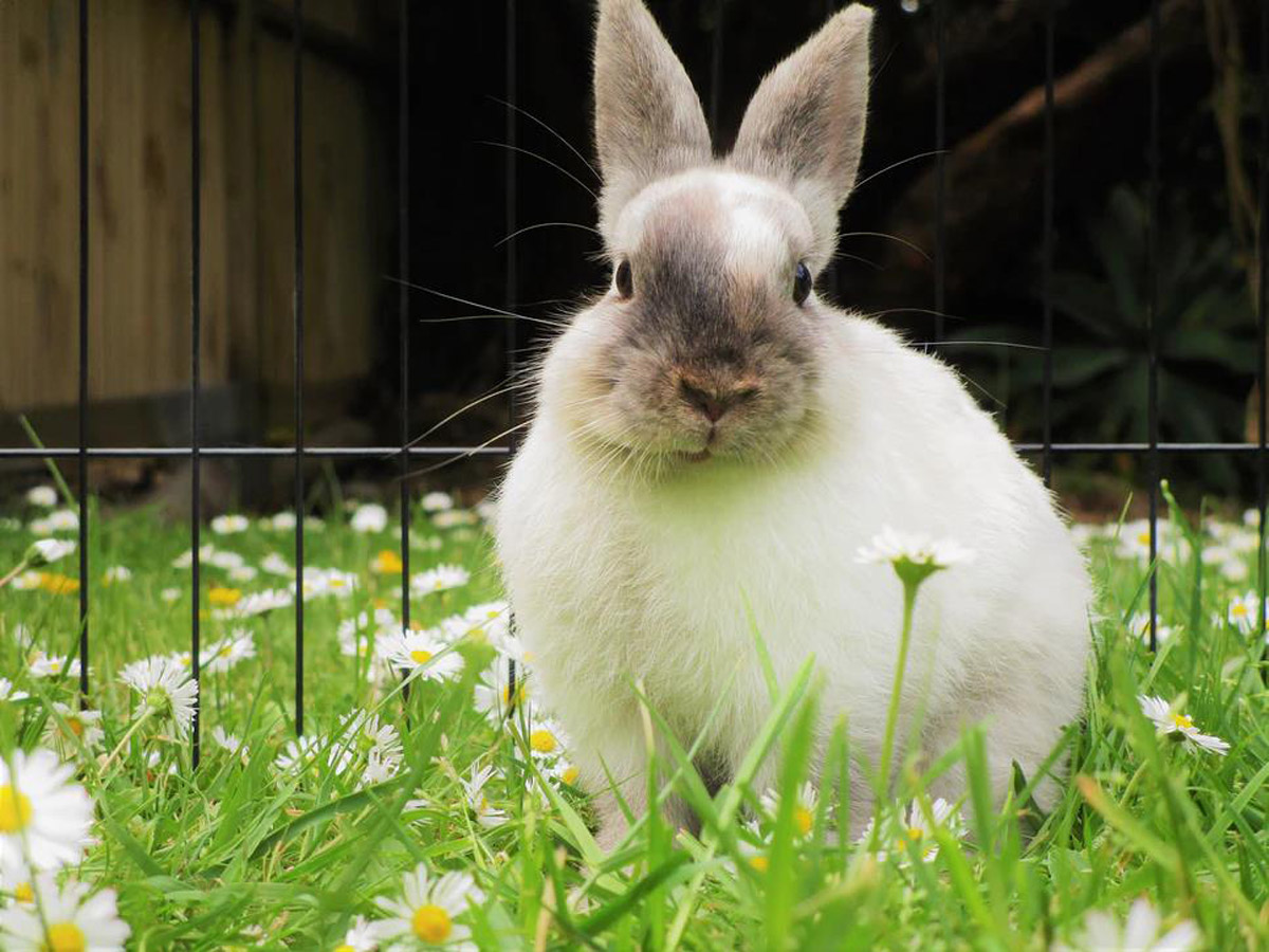 A Guide to Keeping and Caring for Rabbits