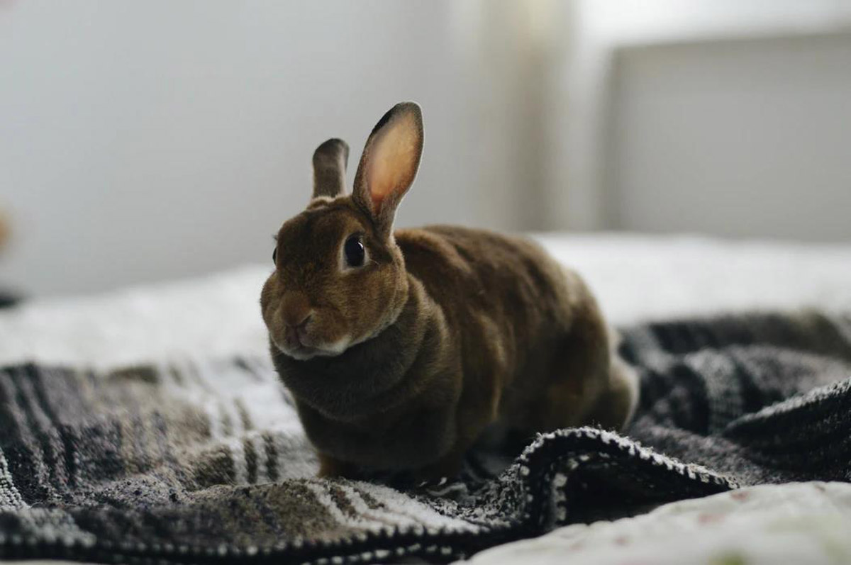 A Guide to Keeping and Caring for Rabbits