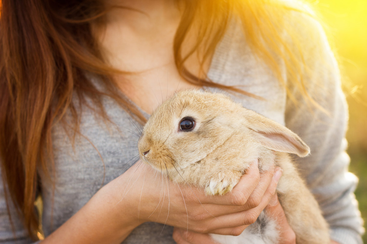 A Guide to Keeping and Caring for Rabbits