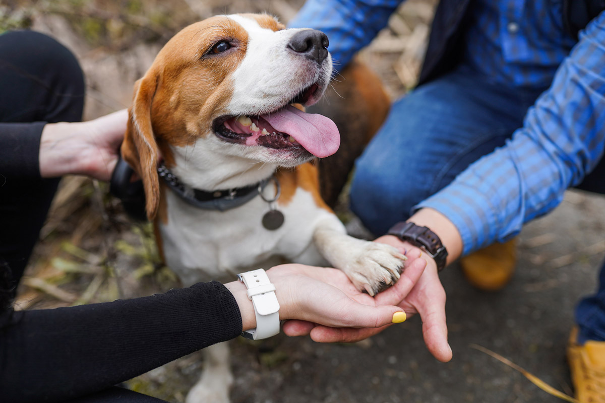Is Your Dog Easily Jealous? Here are 5 Ways to Tell!