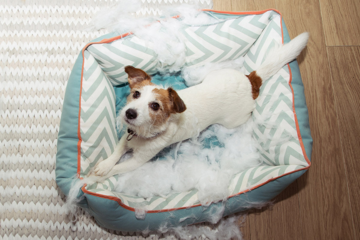 Is Your Dog Easily Jealous? Here are 5 Ways to Tell!