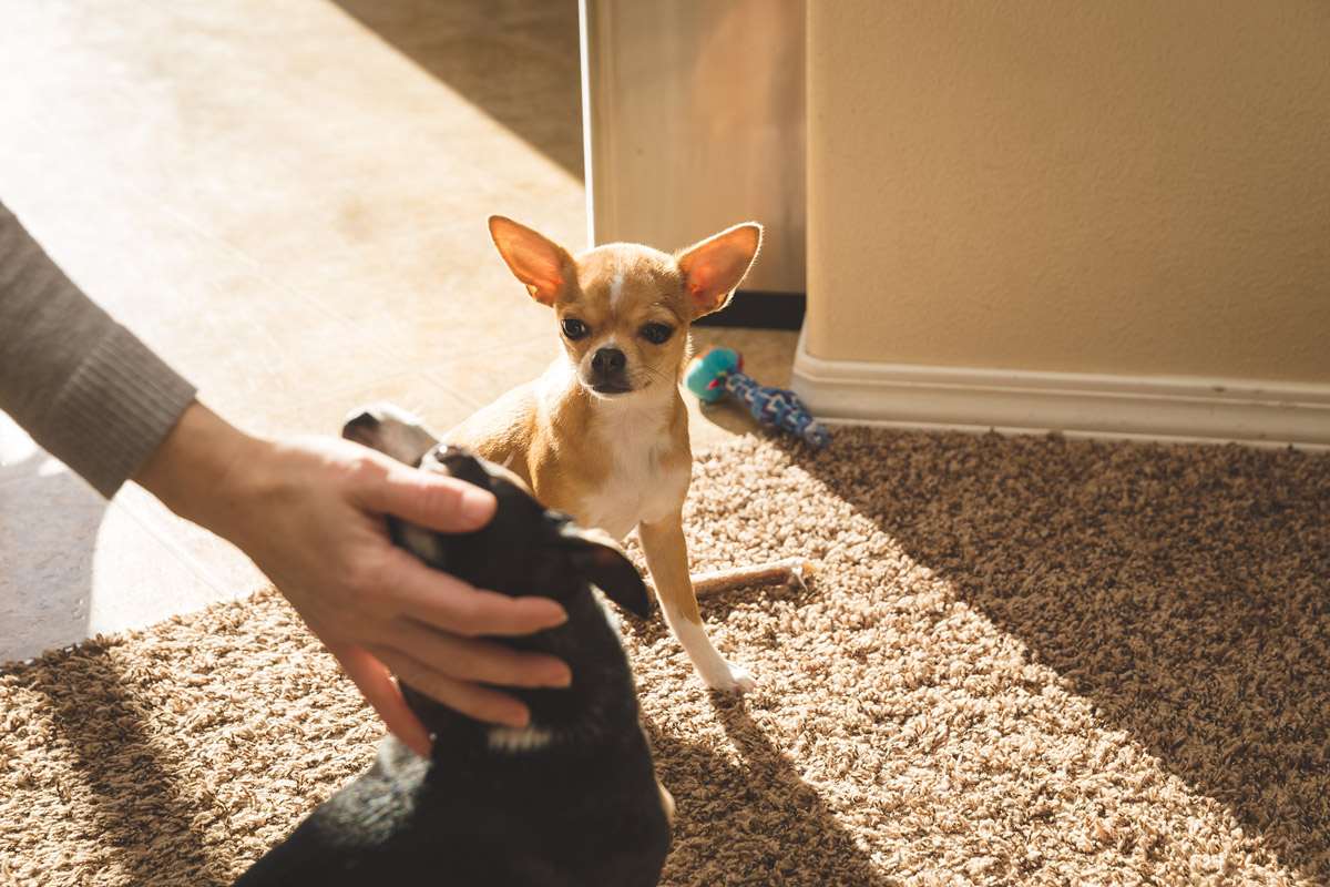 Is Your Dog Easily Jealous? Here are 5 Ways to Tell!