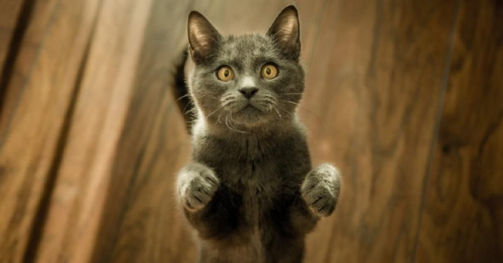 Urine Marking in Cats Why Does it Happen & How to Stop it