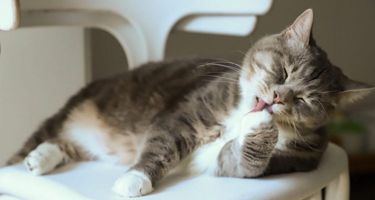What You Need to Know About Hairballs in Cats