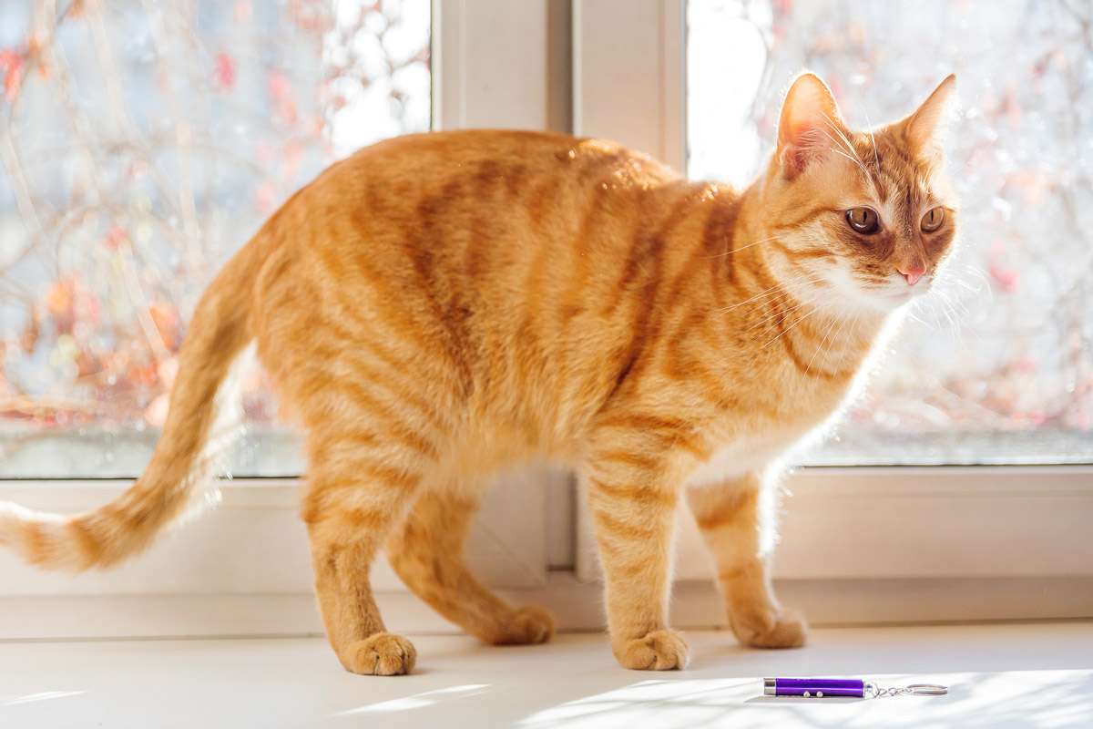 Why do Cats Love Chasing Laser Pointers?