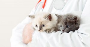 Advantages of a cat-only clinic, Cat-only clinics in Singapore, The Cat Clinic Singapore, Cat-dedicated vets in Singapore