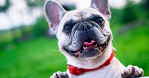 5 Scary Truths Behind Your Dog's Bad Breath