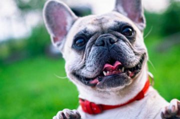 5 Scary Truths Behind Your Dog’s Bad Breath