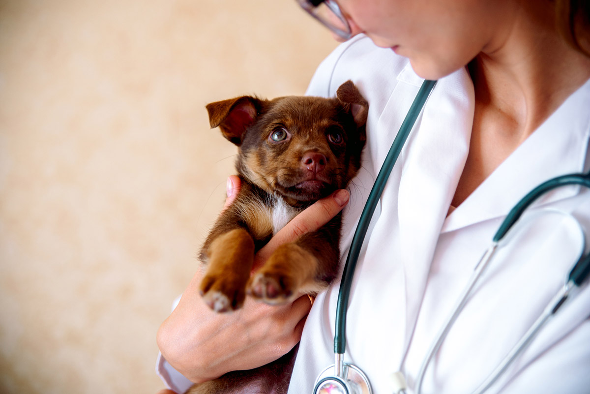Why Should You Bring Your Healthy Pet to the Vet?