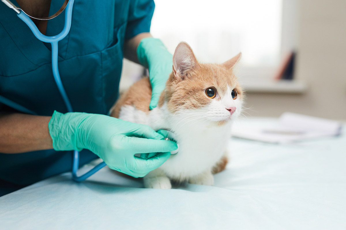 Why Should You Bring Your Healthy Pet to the Vet?