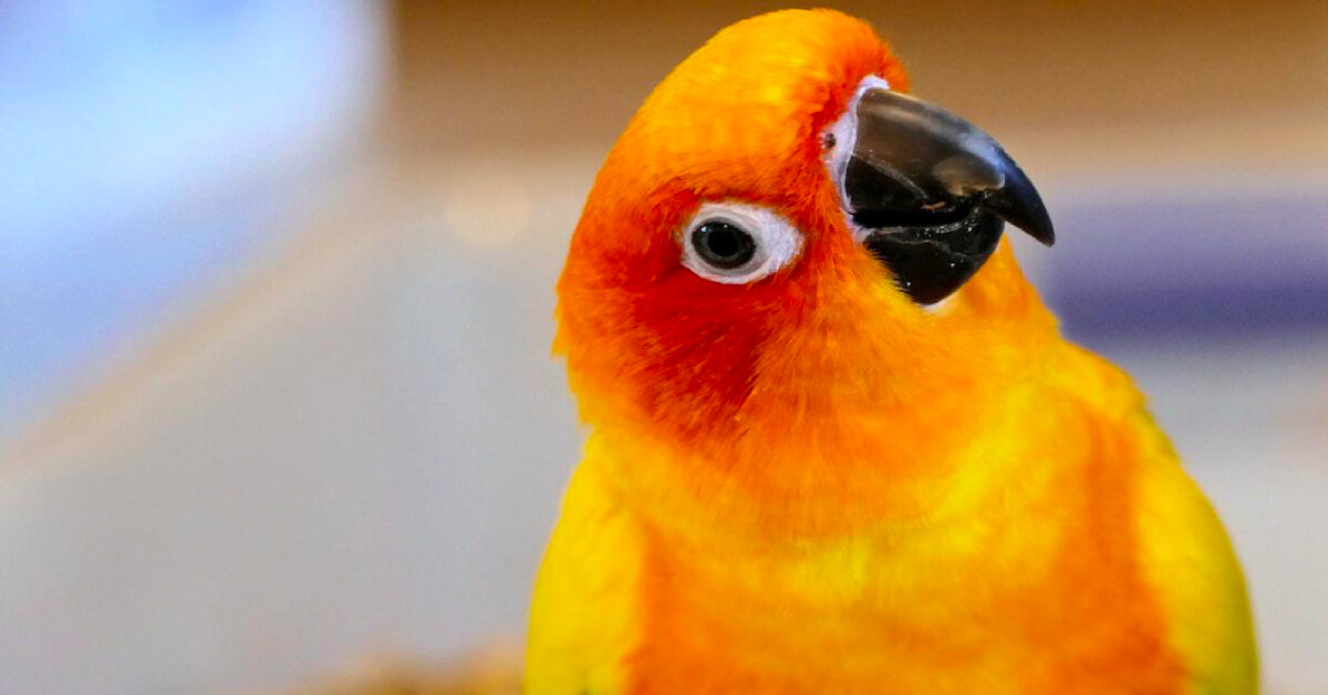 Bird Talk: How to Teach Your Pet Bird to Speak