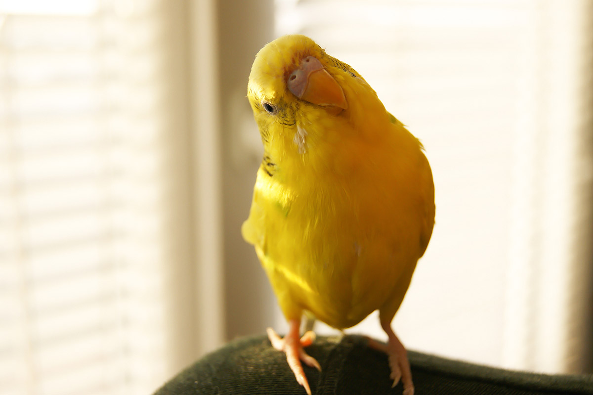 Bird Talk: How to Teach Your Pet Bird to Speak