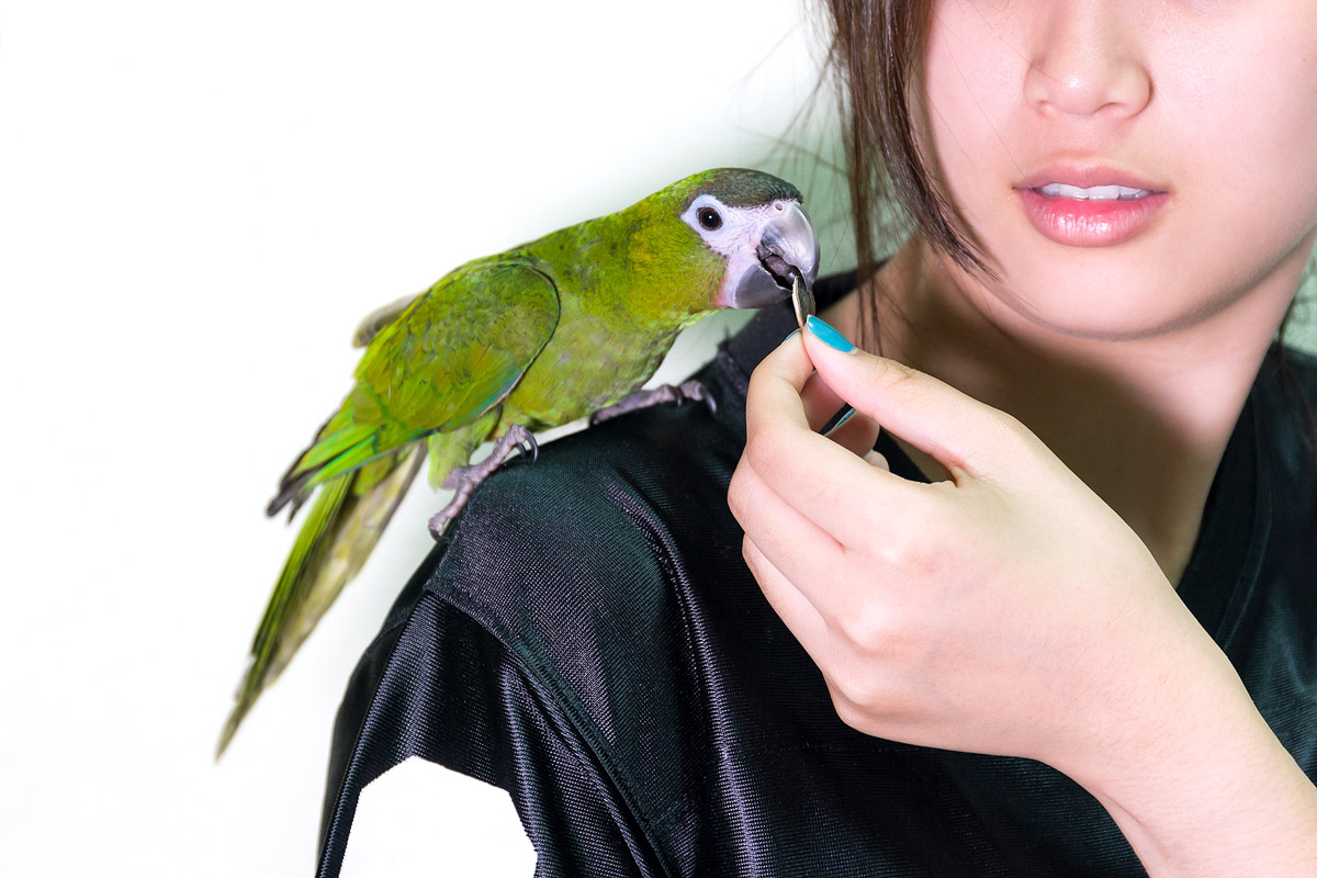 Bird Talk: How to Teach Your Pet Bird to Speak