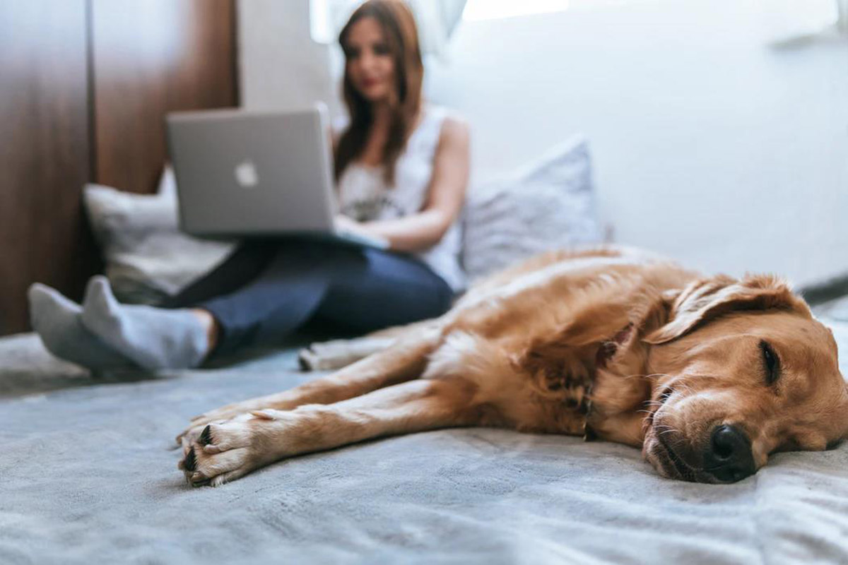 How Attached are You to Your Pet?