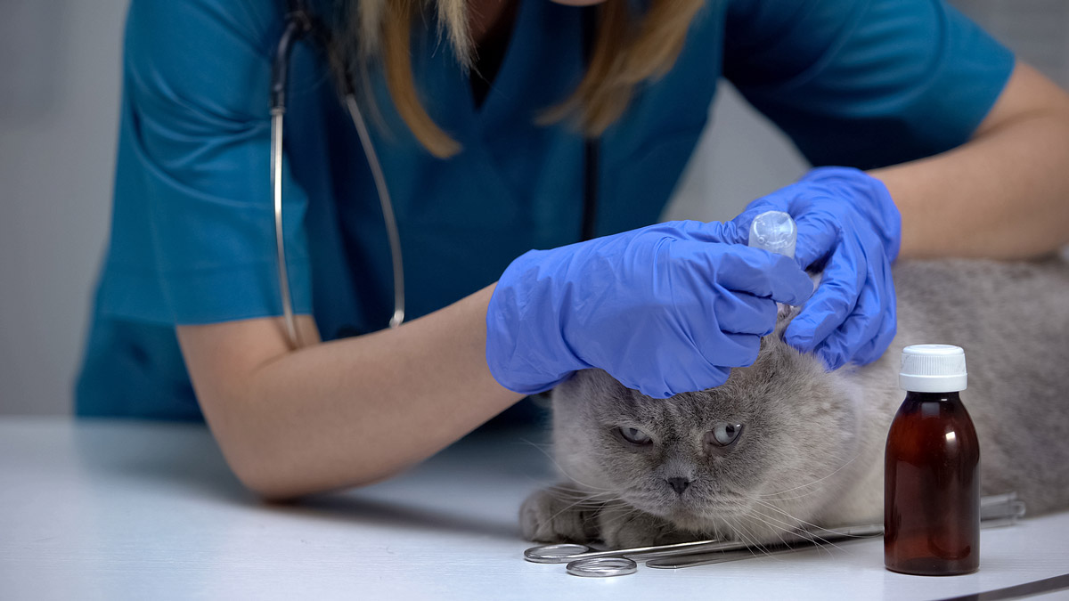 4 Precautionary Measures to Protect Your Pet From Tick-borne Diseases