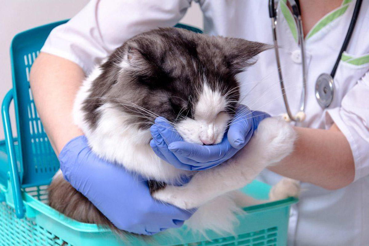 A Guide to Caring for Your Elderly Cat